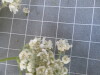 Thumbnail 2021-07-24_14.27.40.JPG 