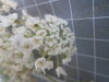 Thumbnail 2021-07-24_14.27.49.JPG 