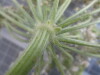 Thumbnail 2021-07-24_14.28.26.JPG 