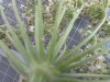 Thumbnail 2021-07-24_14.28.30.JPG 