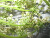 Thumbnail 2021-07-24_14.28.55.JPG 