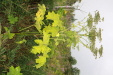 Thumbnail IMG_8354.JPG 