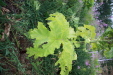Thumbnail IMG_8356.JPG 