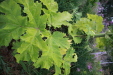 Thumbnail IMG_8357.JPG 