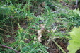 Thumbnail IMG_8360.JPG 