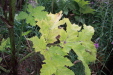 Thumbnail IMG_8361.JPG 