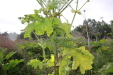 Thumbnail IMG_8362.JPG 
