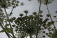 Thumbnail IMG_8363.JPG 