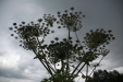 Thumbnail IMG_8364.JPG 