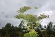 Thumbnail IMG_8365.JPG 
