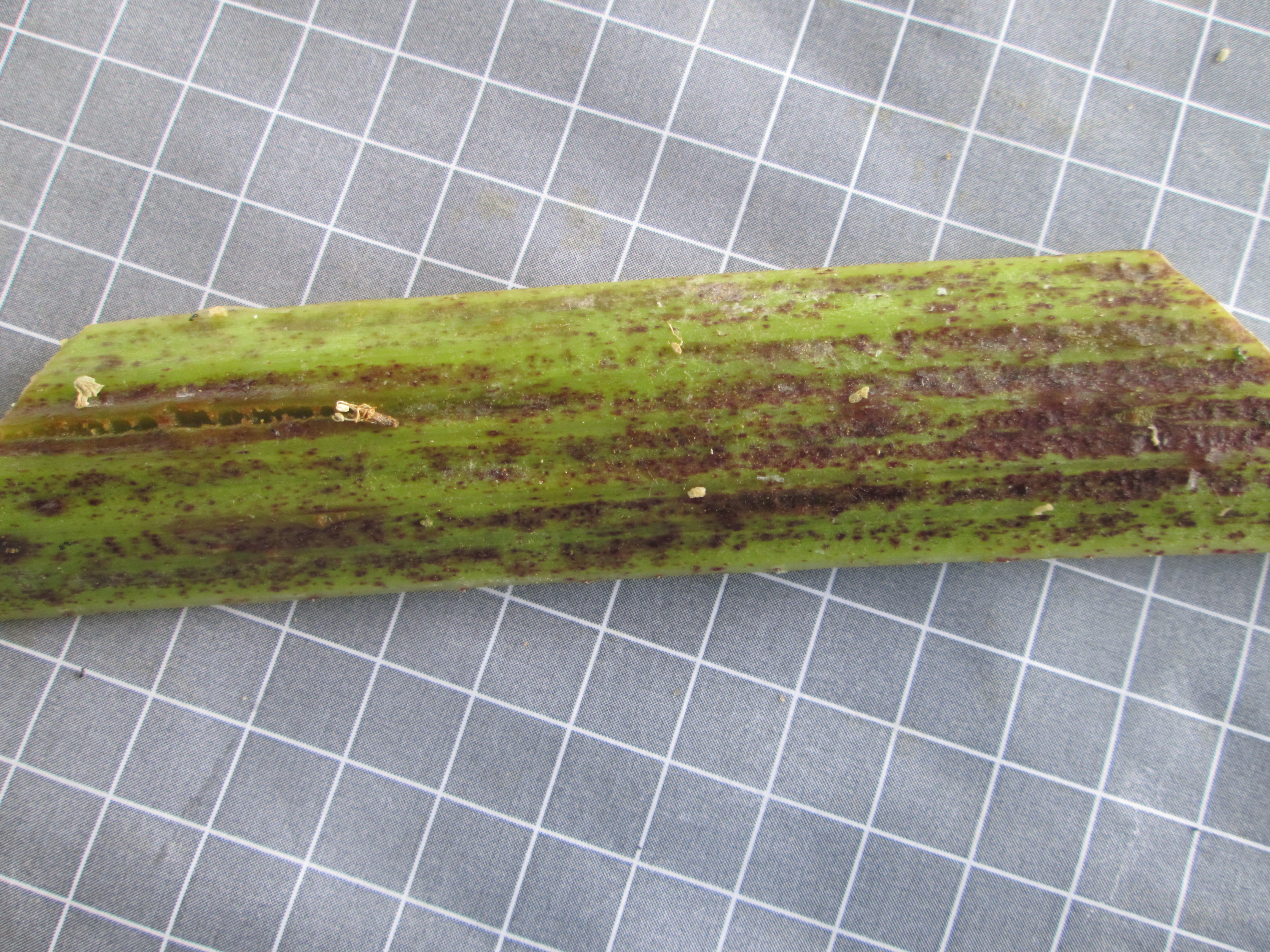 2021-07-24_14.34.41.JPG 