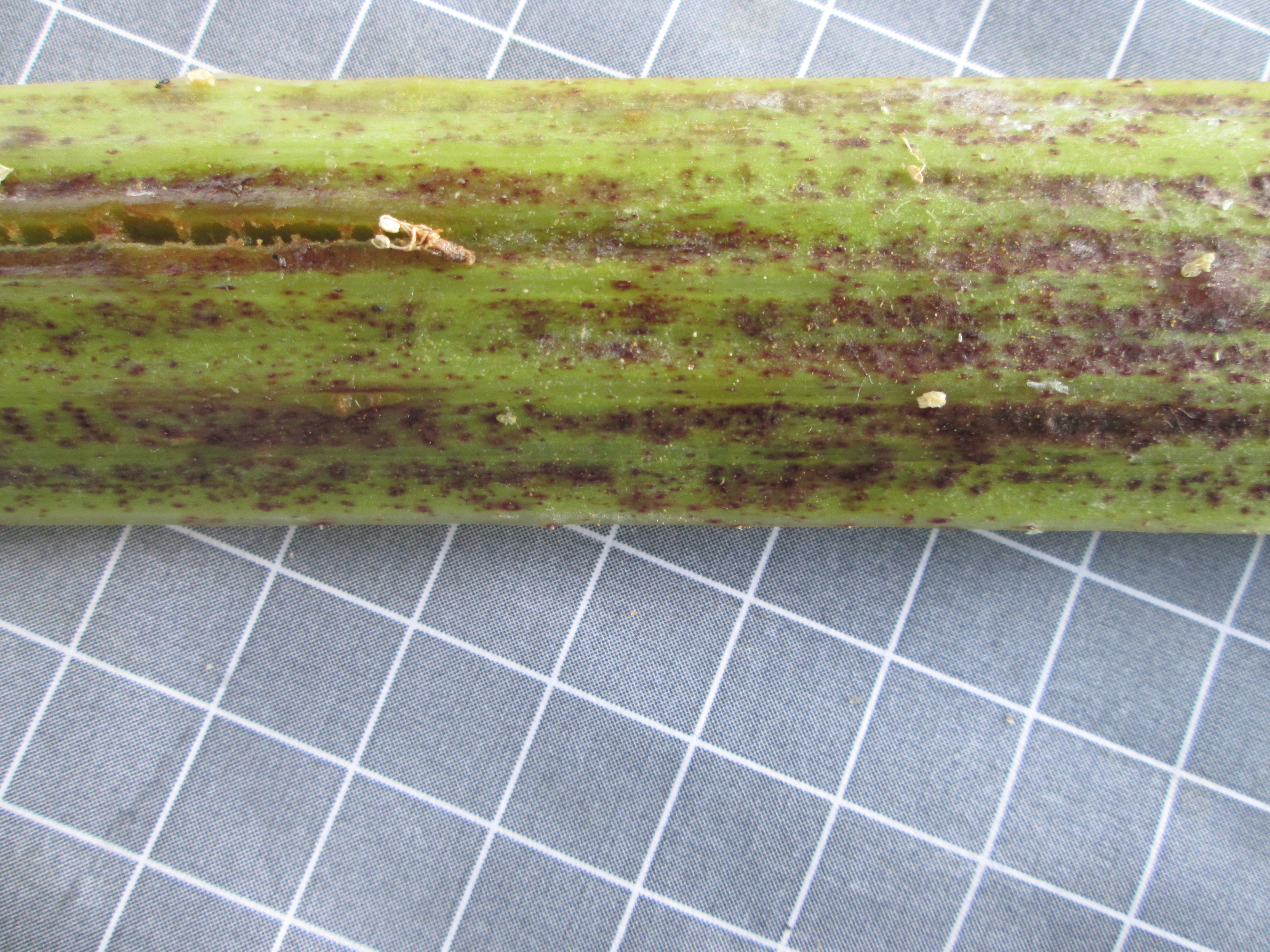 2021-07-24_14.34.46.JPG 