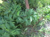 Thumbnail IMG_1093.JPG 