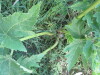 Thumbnail IMG_1099.JPG 