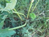 Thumbnail IMG_1100.JPG 