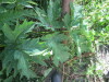 Thumbnail IMG_1102.JPG 