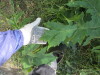 Thumbnail IMG_1103.JPG 