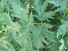 Thumbnail IMG_1104.JPG 