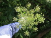 Thumbnail IMG_1105.JPG 