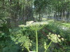 Thumbnail IMG_1106.JPG 