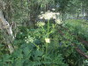 Thumbnail IMG_1107.JPG 