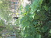 Thumbnail IMG_1110.JPG 