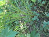 Thumbnail IMG_1111.JPG 