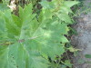 Thumbnail IMG_1112.JPG 