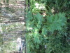 Thumbnail IMG_1113.JPG 
