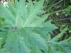 Thumbnail IMG_1114.JPG 