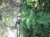 Thumbnail IMG_1115.JPG 