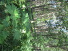 Thumbnail IMG_1116.JPG 