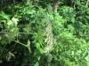 Thumbnail IMG_1117.JPG 