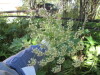 Thumbnail IMG_1118.JPG 