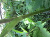 Thumbnail IMG_1120.JPG 