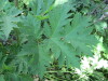 Thumbnail IMG_1121.JPG 