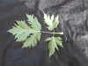 Thumbnail IMG_2100.JPG 