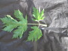 Thumbnail IMG_2101.JPG 