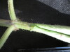 Thumbnail IMG_2102.JPG 
