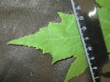 Thumbnail IMG_2103.JPG 