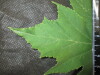 Thumbnail IMG_2104.JPG 