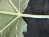 Thumbnail IMG_2106.JPG 