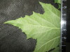 Thumbnail IMG_2107.JPG 