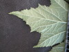 Thumbnail IMG_2108.JPG 