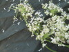 Thumbnail IMG_2113.JPG 