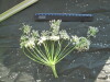 Thumbnail IMG_2114.JPG 