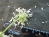 Thumbnail IMG_2115.JPG 