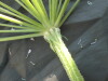 Thumbnail IMG_2116.JPG 