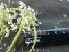 Thumbnail IMG_2117.JPG 