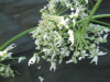 Thumbnail IMG_2118.JPG 